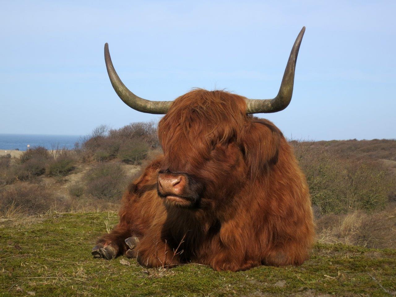 2015-03-10, Schotse hooglanders Westduinpark (20) hans van der meijs